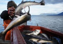 Chile’s Indigenous fishermen say the salmon industry threatens their way of life