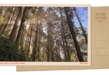 Greetings from Alishan, Taiwan, whose red cypress forests offer timeless beauty