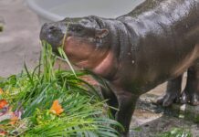 Thousands celebrate baby hippo Moo Deng’s first birthday at a Thailand zoo